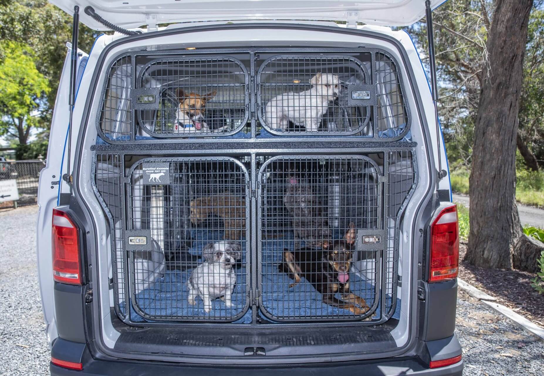 Pet Transportation in Bangalore